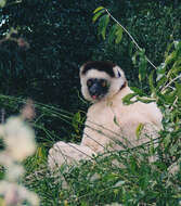 Image of Verreaux's Sifaka