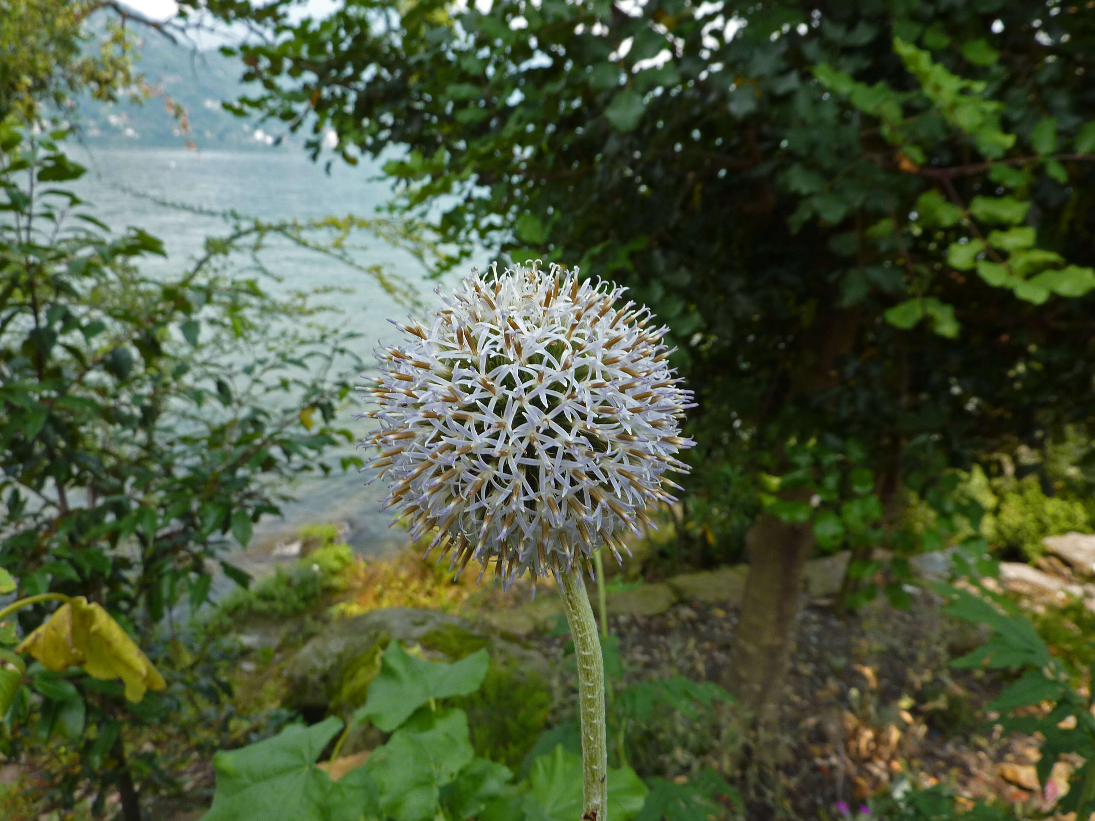 Image of tall globethistle