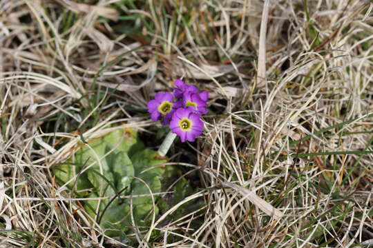 Image of Scottish primrose