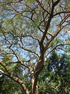 Image of Vachellia sieberiana (DC.) Kyal. & Boatwr.