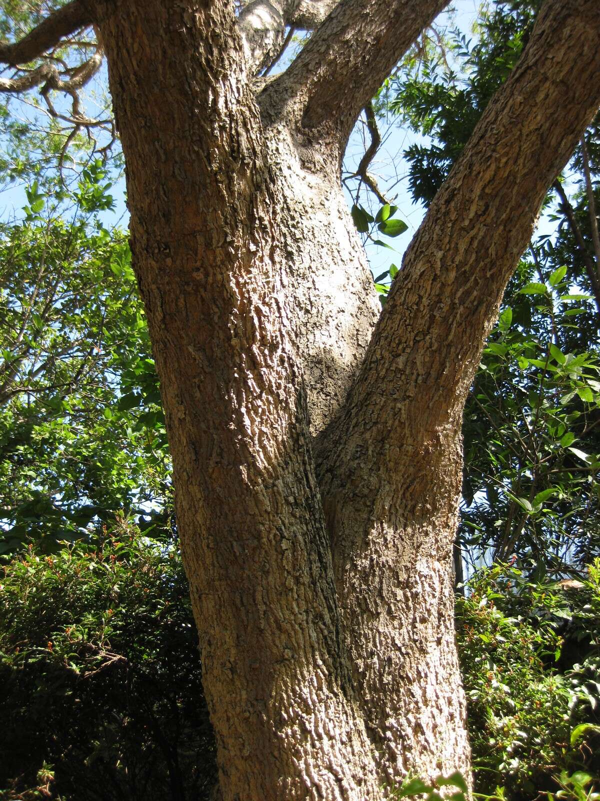 Image of Vachellia sieberiana (DC.) Kyal. & Boatwr.