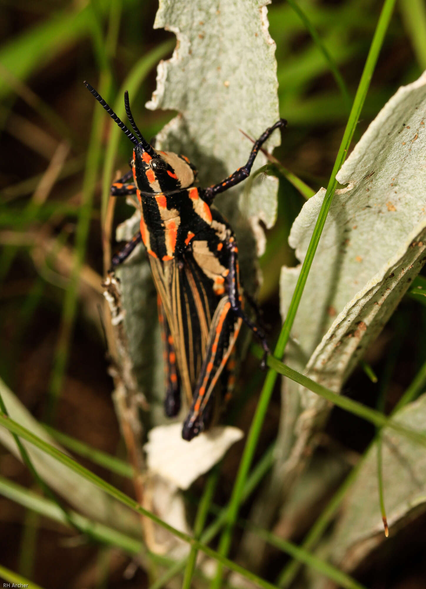 Image de Ochrophlebia cafra ligneola (Serville 1838)