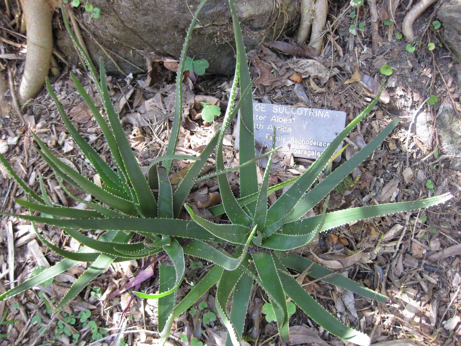 صورة Aloe succotrina Weston