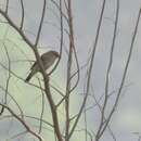 Image of Siberian Chiffchaff