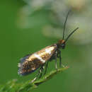 Image of white-barred gold