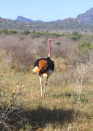 Image of ostriches