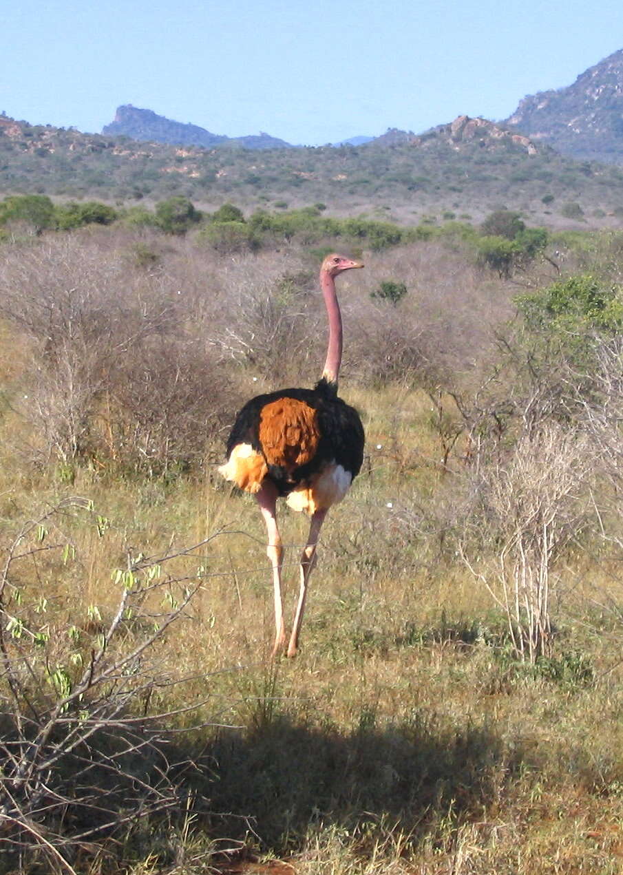 Image of ostriches