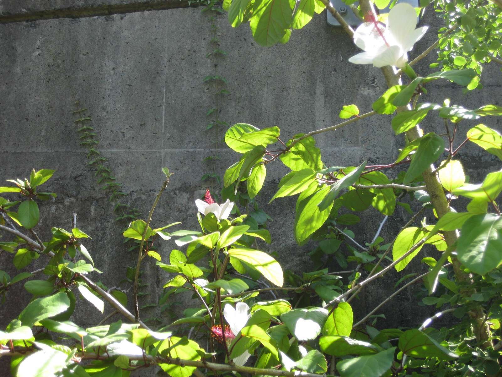 Image of white Kauai rosemallow