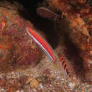 Image of Crimson cleaner fish