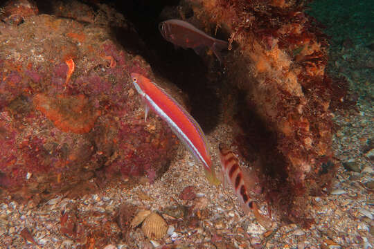 Image of Crimson cleaner fish