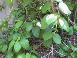 Image of white Kauai rosemallow