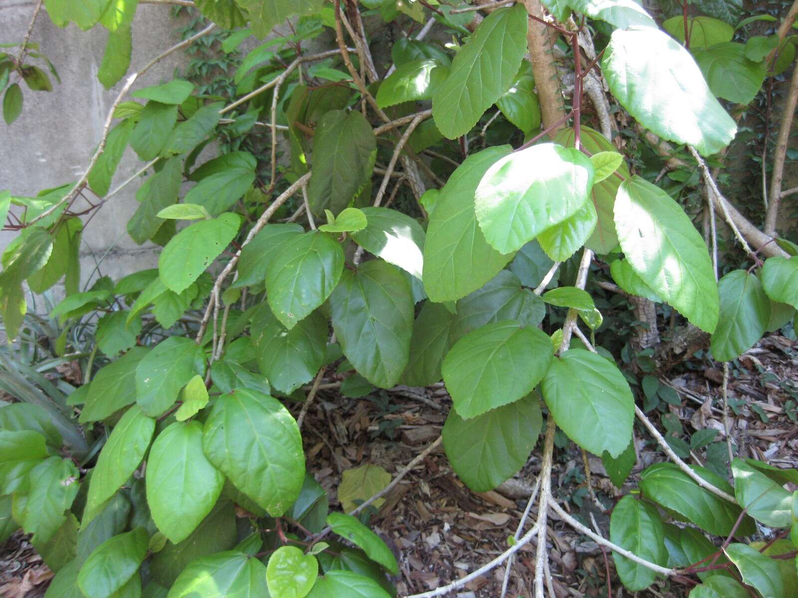 Image of white Kauai rosemallow