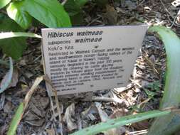 Image of white Kauai rosemallow