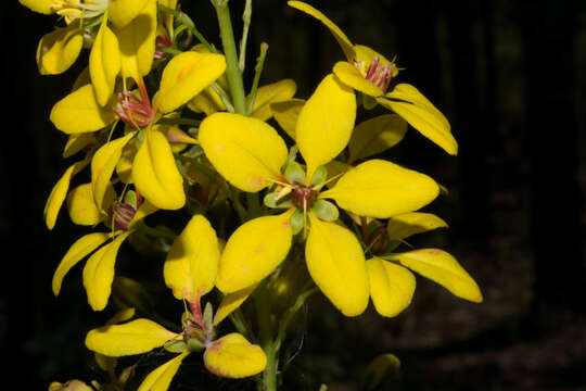 Image of Galphimia floribunda C. E. Anderson