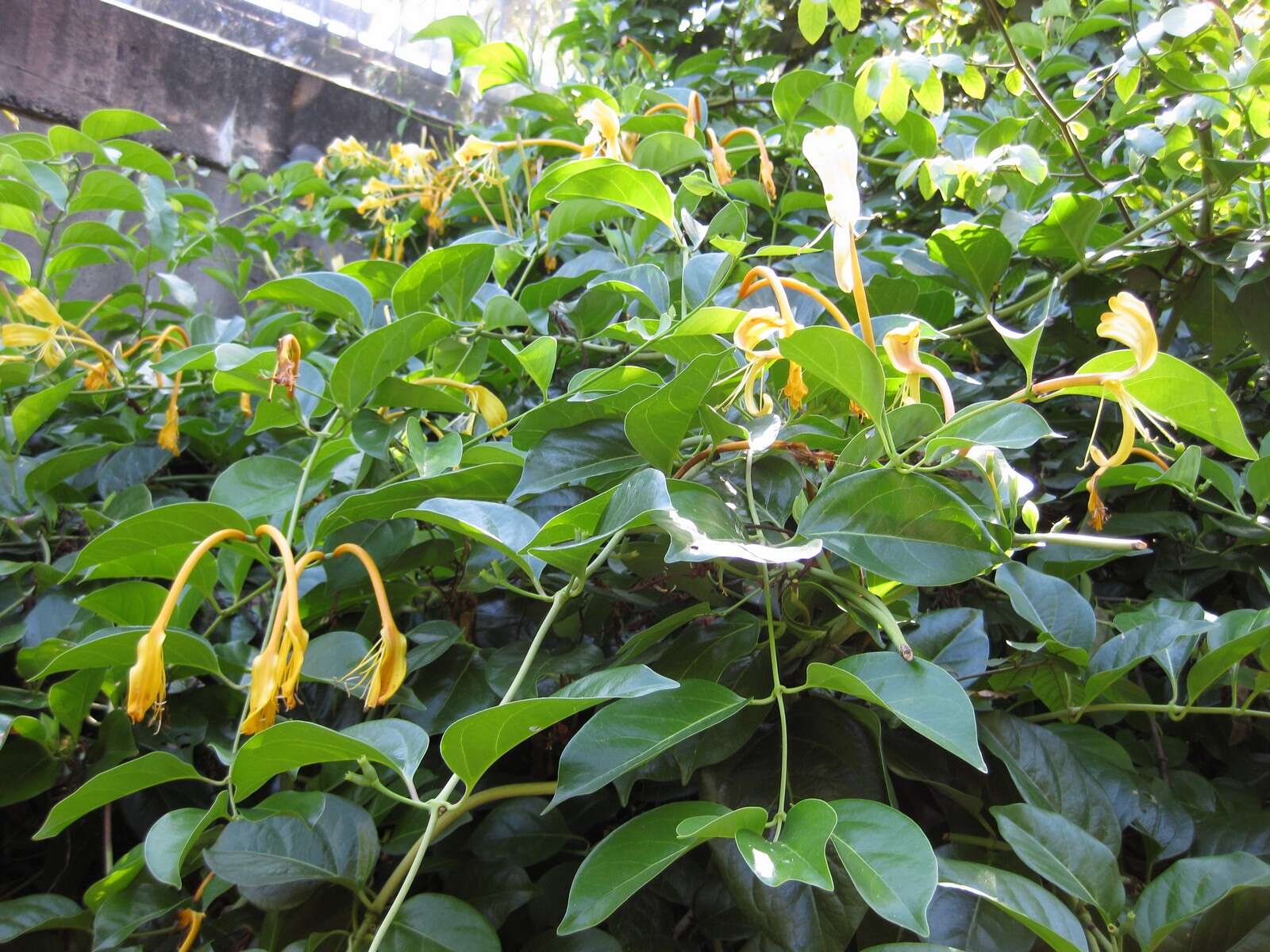 Imagem de Lonicera japonica Thunb.