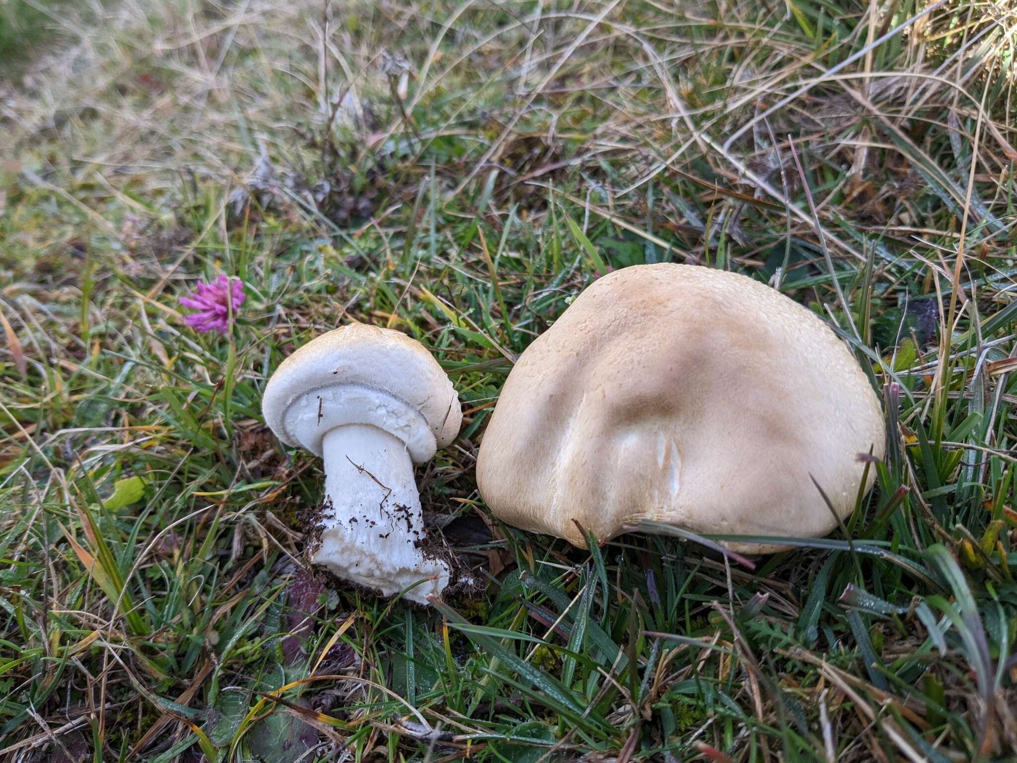 Plancia ëd Agaricus urinascens (Jul. Schäff. & F. H. Møller) Singer 1951