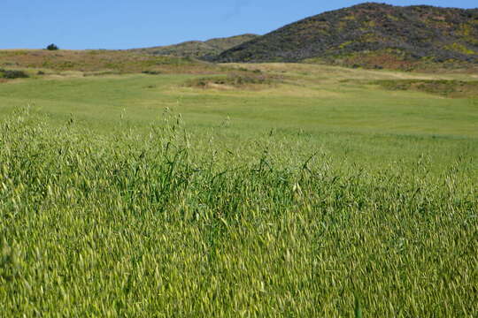 Image of wild oat