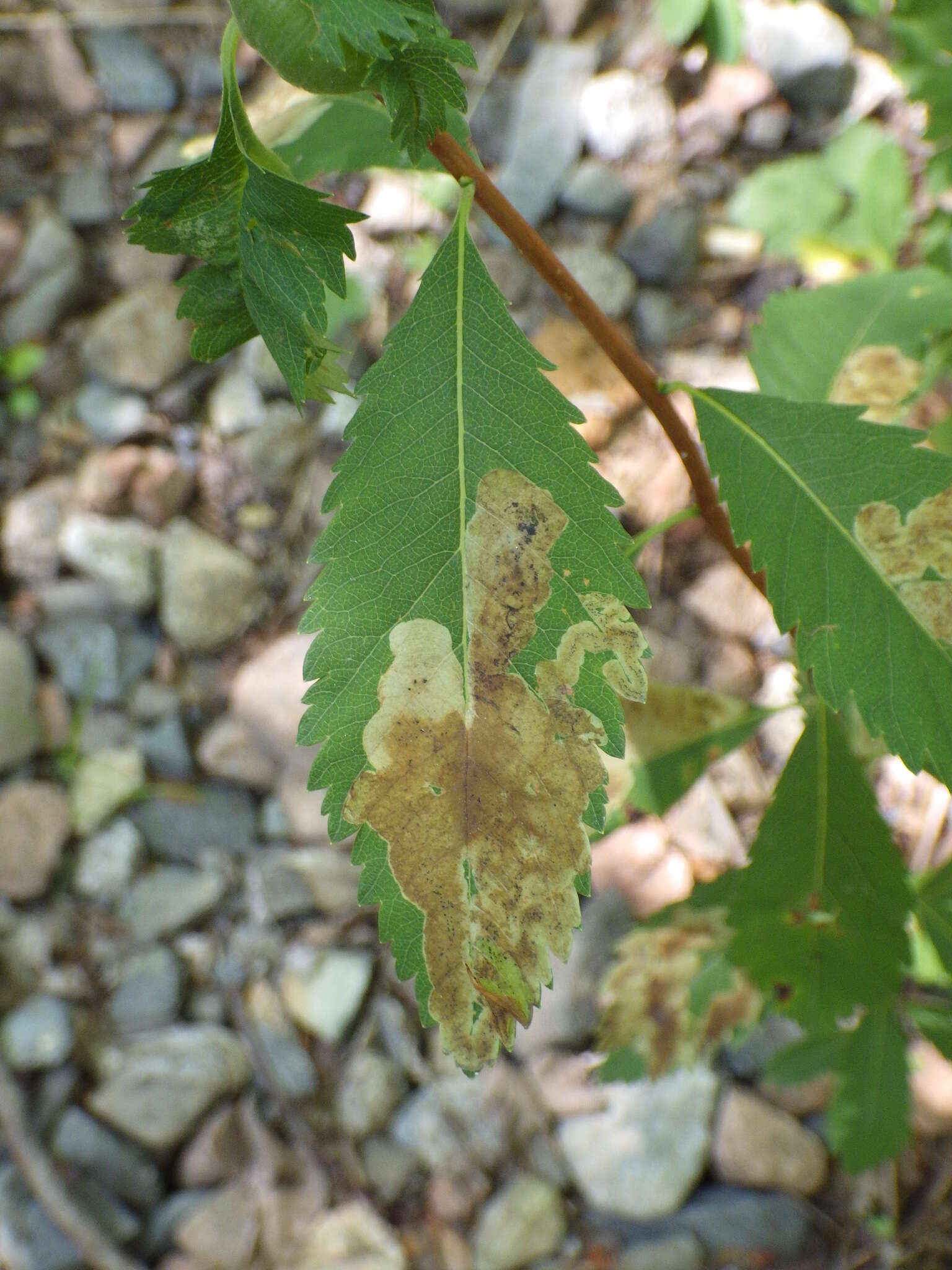 Image of Agromyza valdorensis Spencer 1969