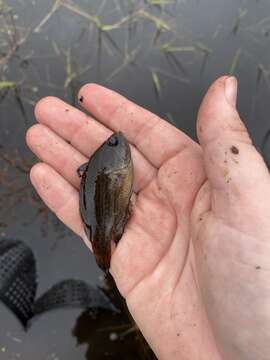 Image of Mud sunfishes