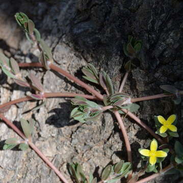 Image of Portulaca quadrifida L.