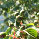 Image of Cornus sanguinea subsp. sanguinea