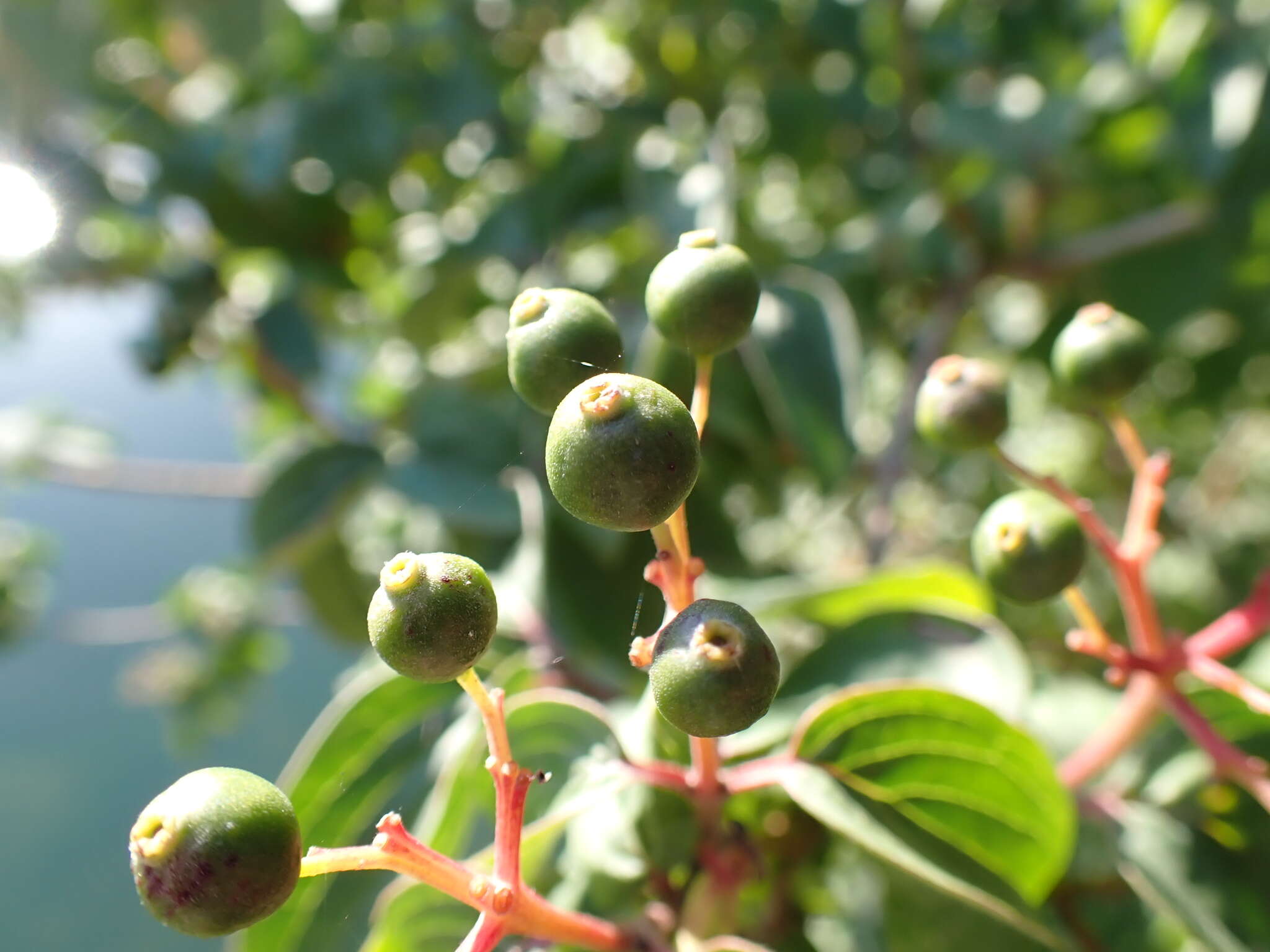 Image of Cornus sanguinea subsp. sanguinea