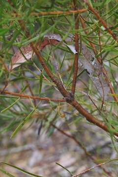 Image of Hakea laevipes subsp. laevipes