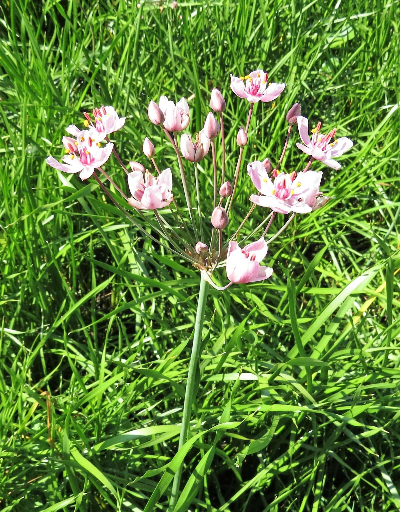 Image of flowering rush family