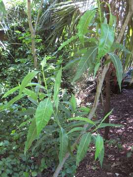 Image of Ficus coronulata Miq.