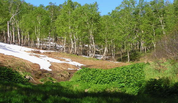 Image of Erman's Birch