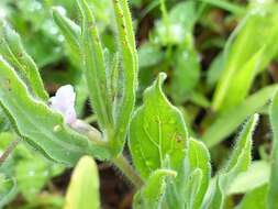 Image of Trichodesma inaequale Edgew.