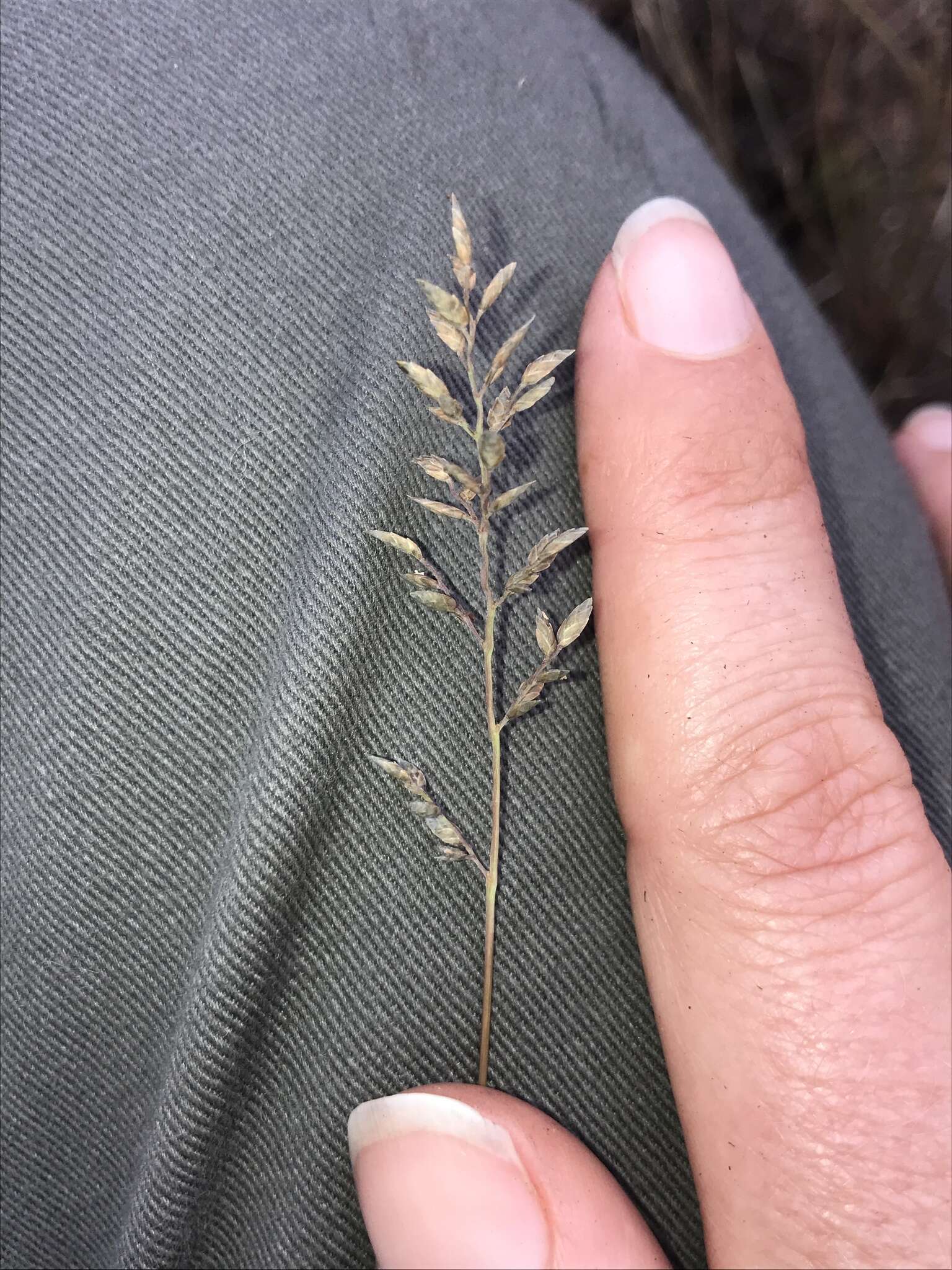 Image of Narrow heart love grass