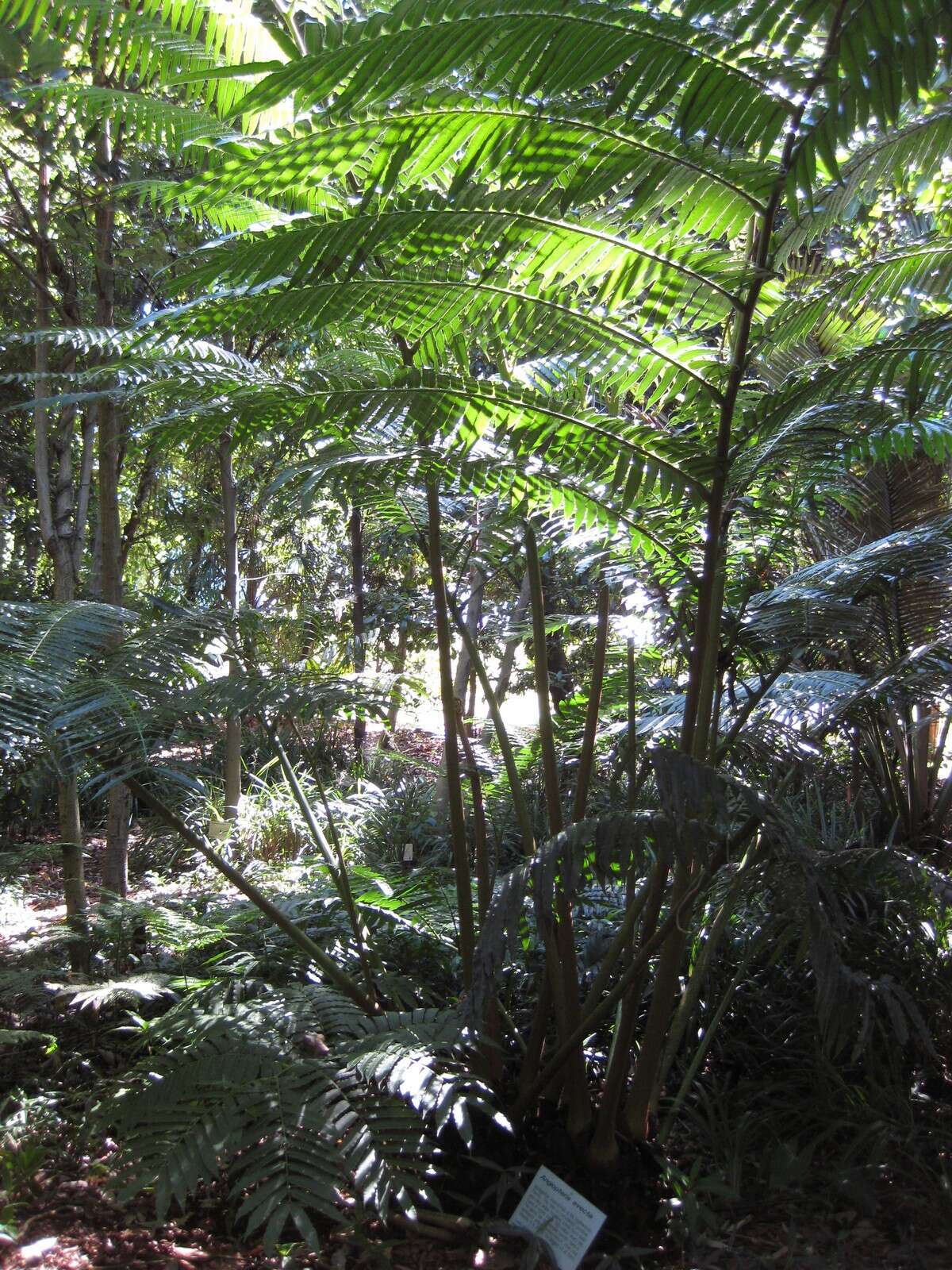 Image of angiopteris fern