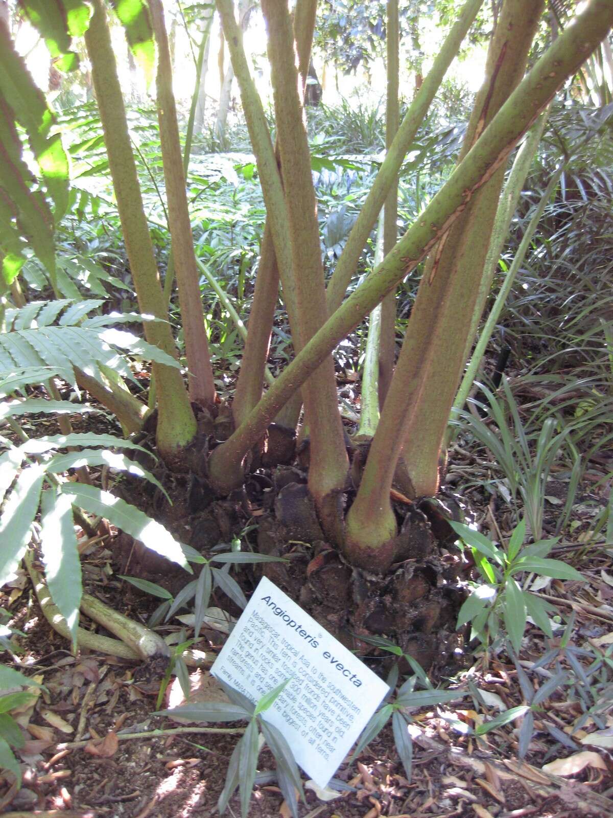 Image of angiopteris fern