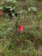 Image of Fuchsia