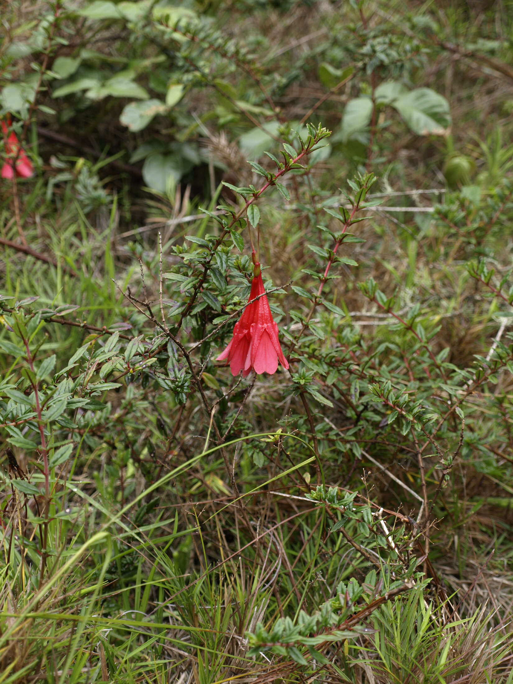 Image of Fuchsia