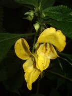 Image de Impatiens cristata Wall.