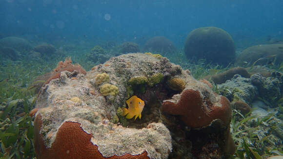 Image of Threespot Damselfish