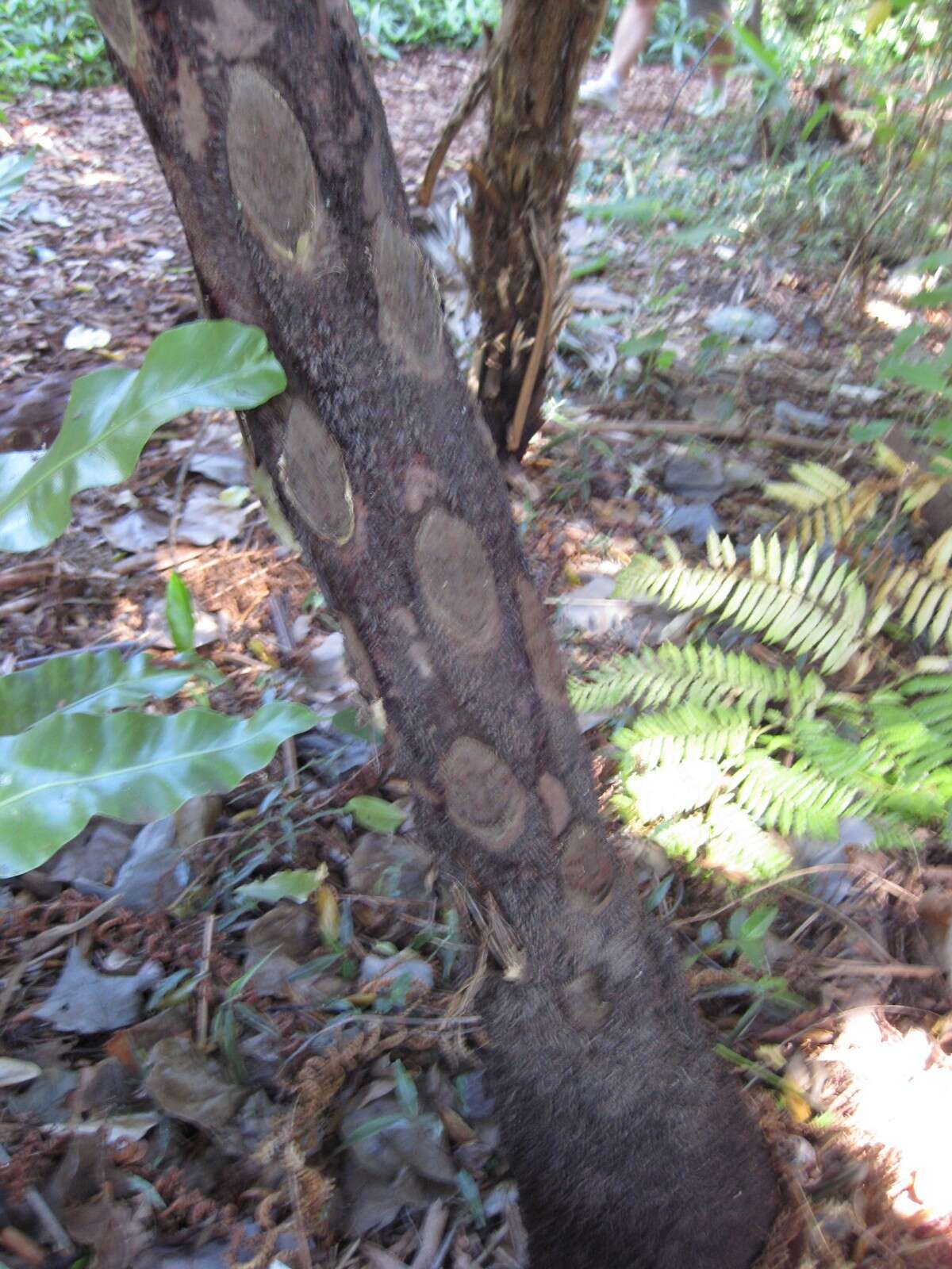 Image of Lacy Tree Fern