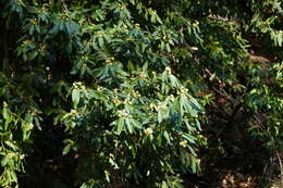 Image of California laurel