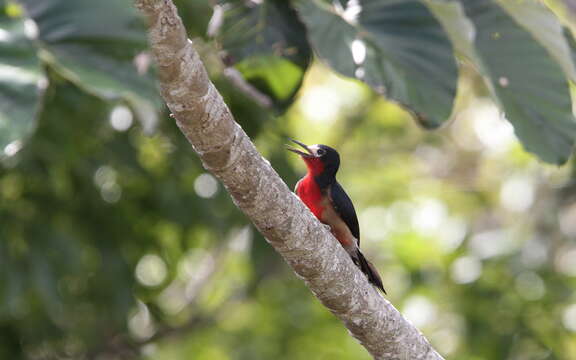 Image of Puerto Rican Woodpecker