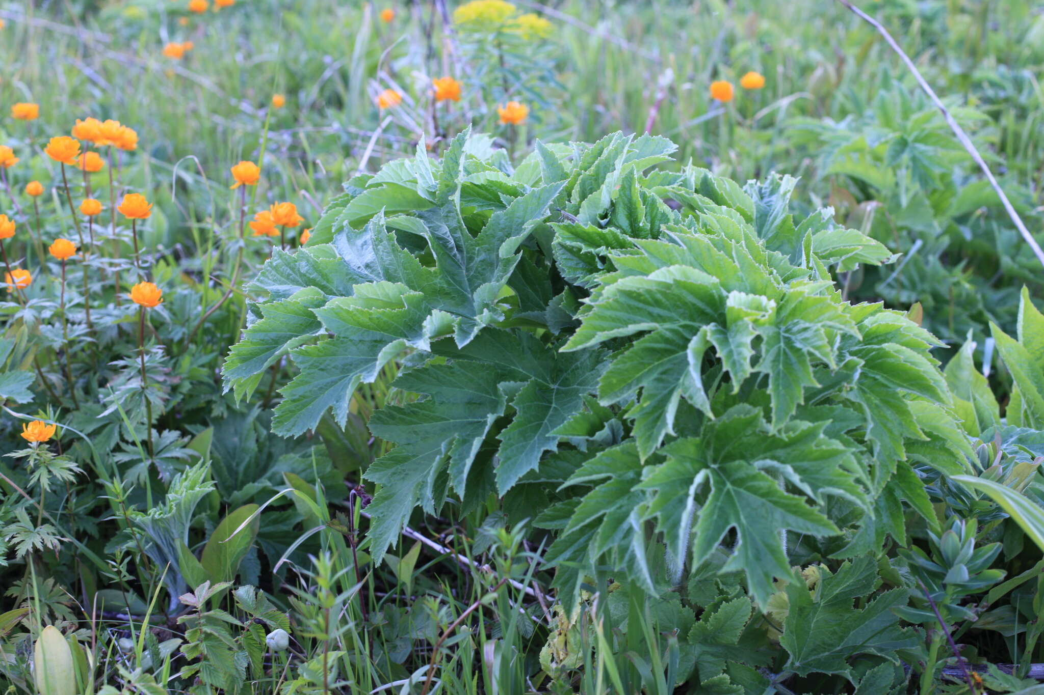 Image of Heracleum dissectum Ledeb.