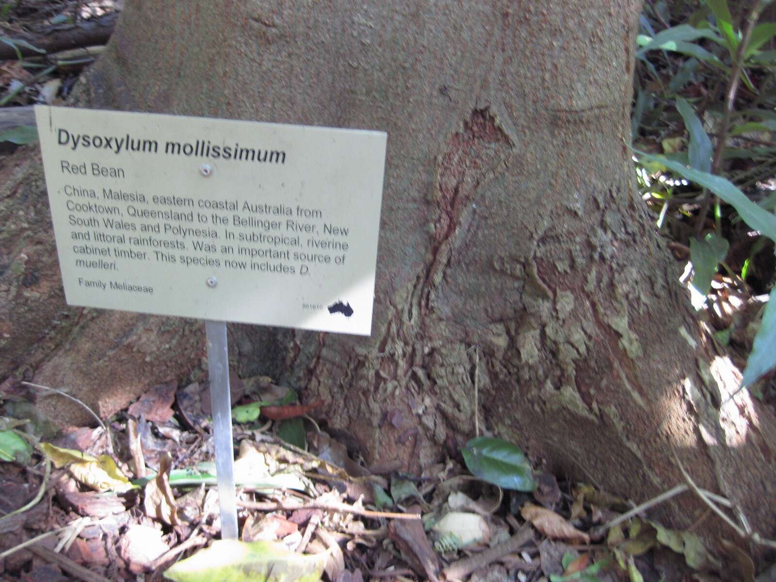 Image of Dysoxylum mollissimum Bl.