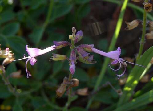 Image of Syncolostemon petiolatus (Ashby) D. F. Otieno