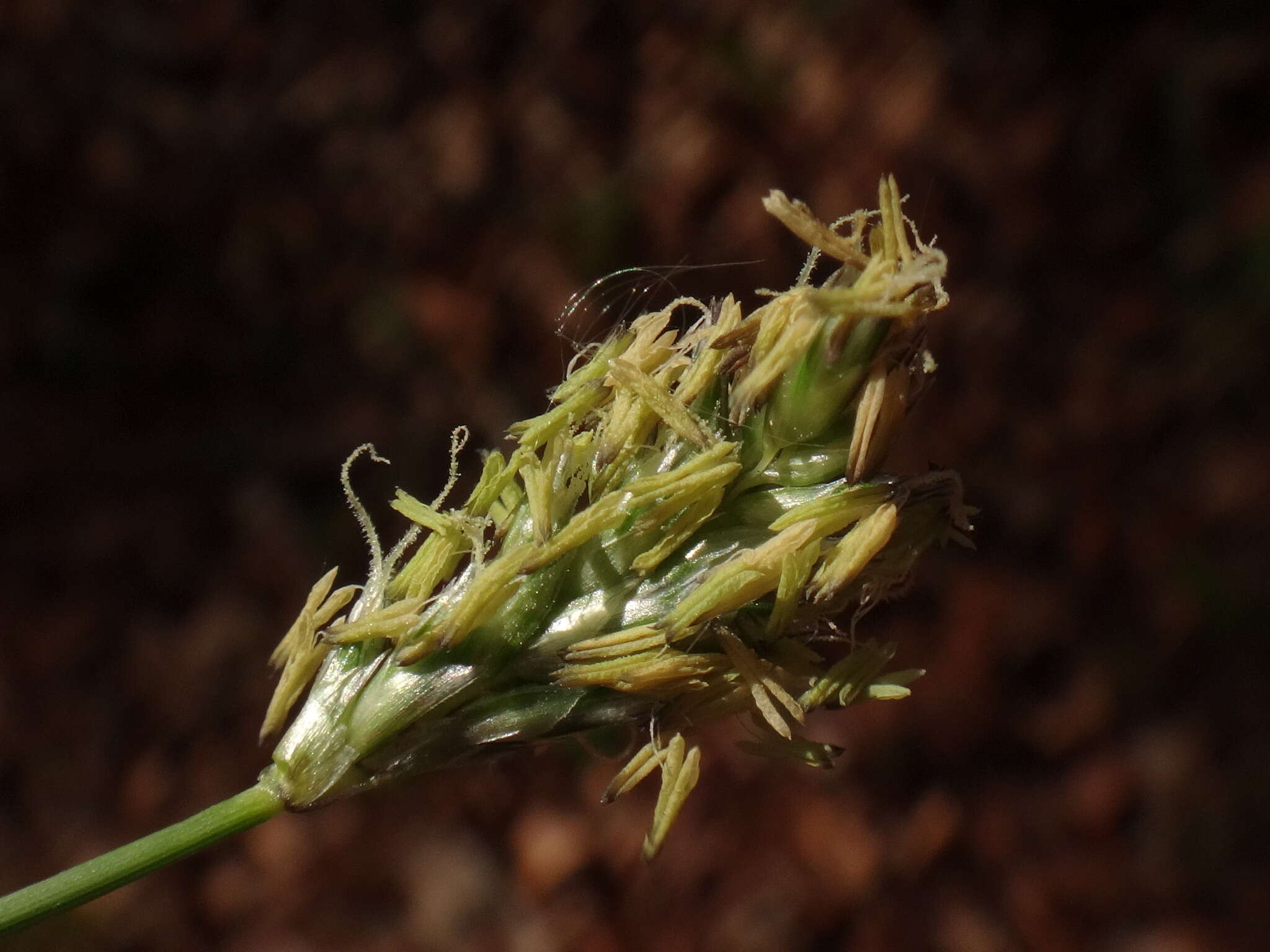 Imagem de Sesleria albicans Kit.