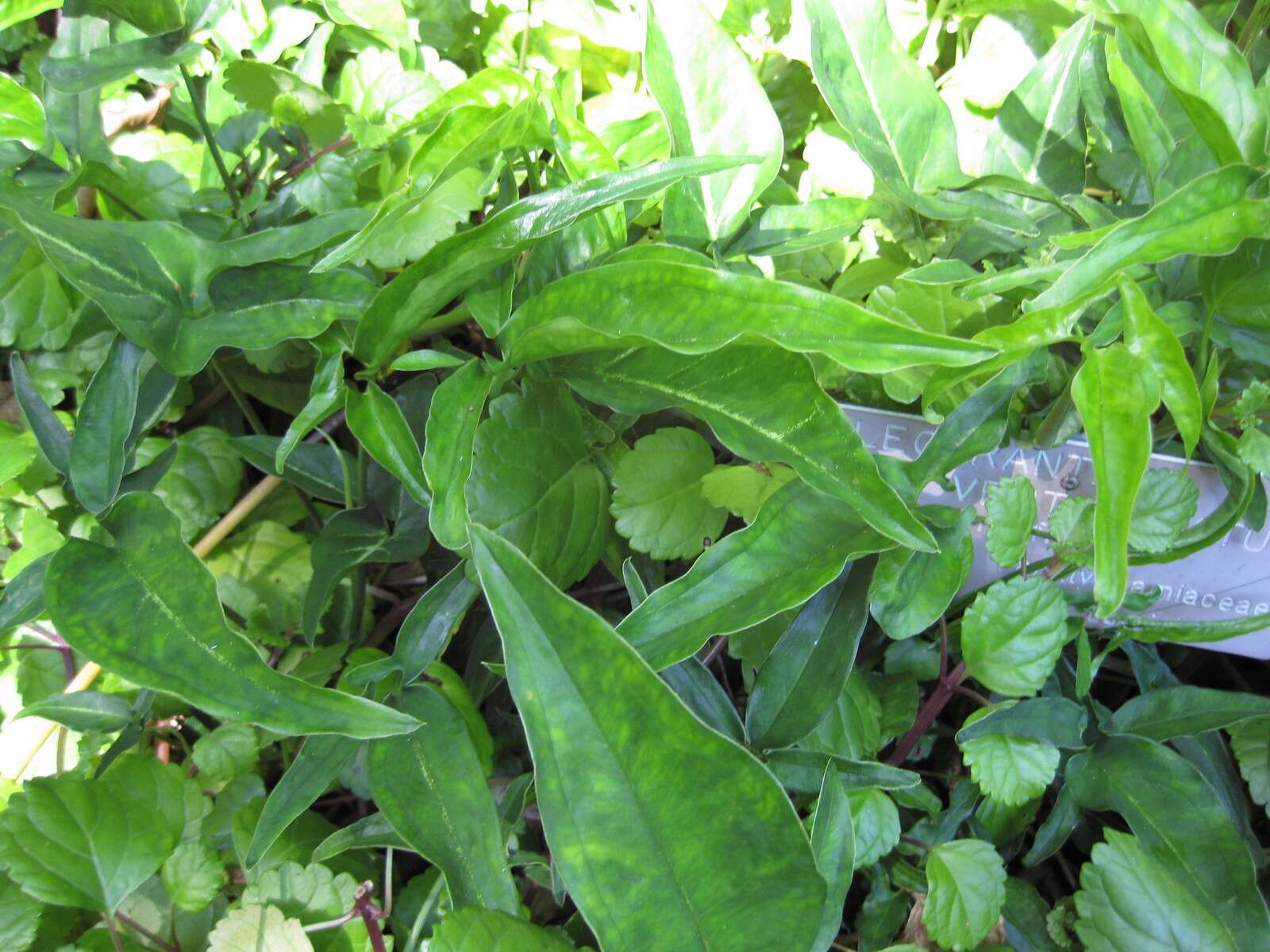 Image of whorled plectranthus