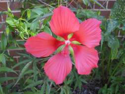 Image of Scarlet Rose-Mallow