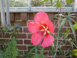 Image of Scarlet Rose-Mallow