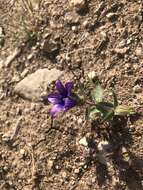 Imagem de Campanula reuteriana Boiss. & Balansa