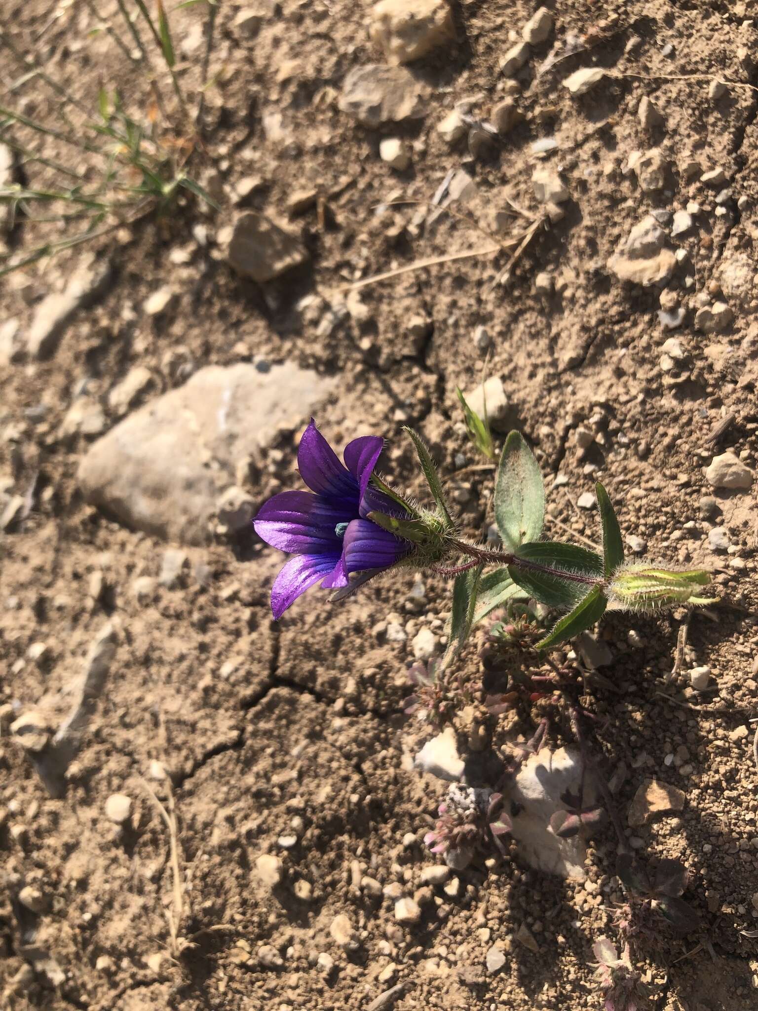 Imagem de Campanula reuteriana Boiss. & Balansa